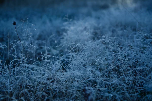 Bevroren gras en bladeren in een trendy blauwe toon. — Stockfoto