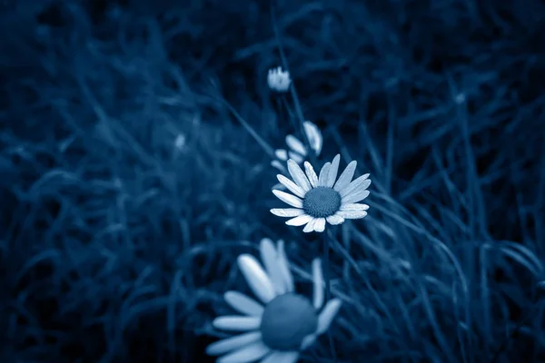 Fiori di camomilla nei toni del blu. Fondo floreale . — Foto Stock