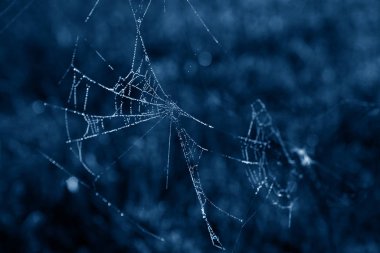 Çiy içindeki örümcek ağı mavi tonda düşer.