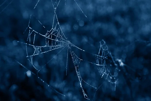 La tela de araña en rocío cae en un tono azul de moda . — Foto de Stock