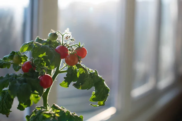 Kirschtomaten wachsen auf der Fensterbank in der Wohnung. — Stockfoto