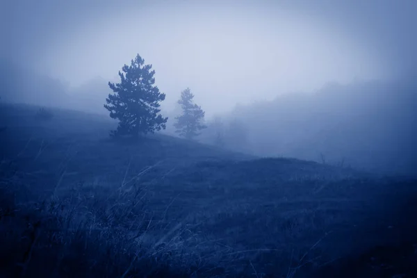 Silhouettes of spruce trees on a hill in the fog. — Stock Photo, Image