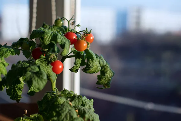 Tomates cherry se cultivan en el alféizar de la ventana en el apartamento . — Foto de Stock