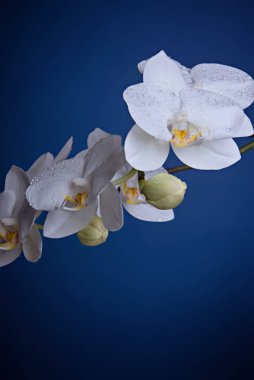 Klasik mavi arkaplanda penaenopsis orkidesi çiçekleri.