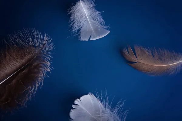 Plumas esponjosas blancas y grises sobre fondo azul . —  Fotos de Stock