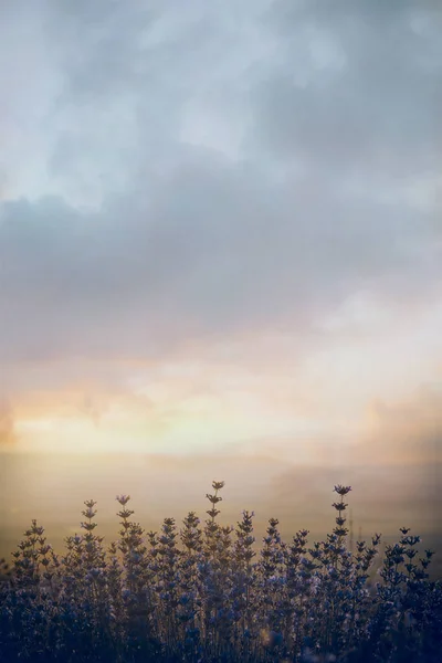 Une branche de lavande avec des fleurs pendant l'heure dorée au coucher du soleil . — Photo