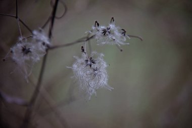 Vahşi Clematis 'in ipek uzantılarıyla güzel tohum başları..