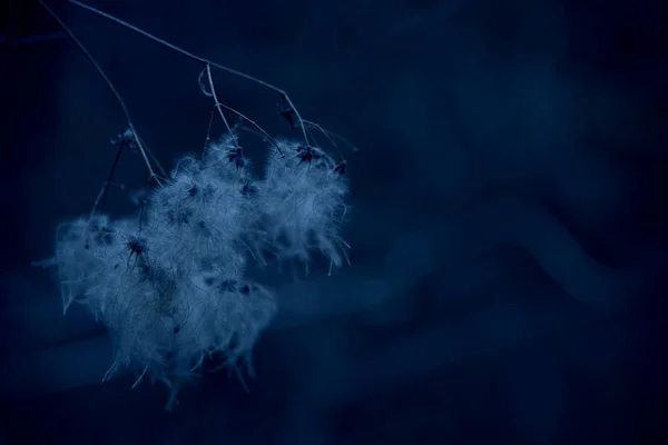 Vahşi Clematis 'in ipek uzantılarıyla güzel tohum başları.. — Stok fotoğraf