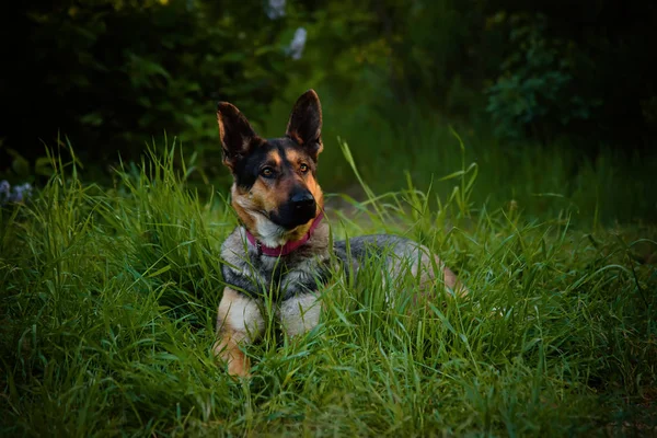 German shepherd dog breed lies on green grass. — Stock Photo, Image