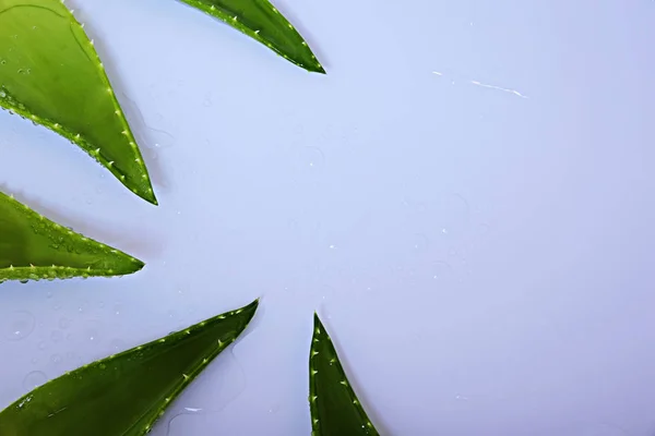Aloe vera blad med vattendroppar på en vit bakgrund. — Stockfoto