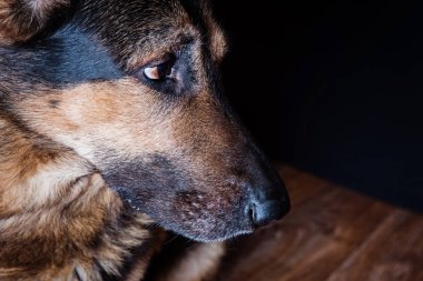 Alman çoban köpeği ev stüdyosunda yakın plan portresi.
