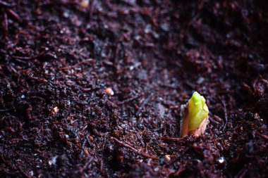 Sprouted pomegranate seed in the ground.