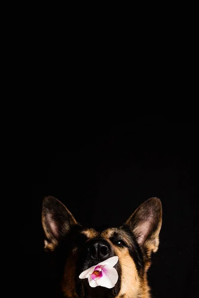 Portrait of a dog breed German shepherd holds in its mouth a phalaenopsis orchid flower on a black background with dust. — Stock Photo, Image