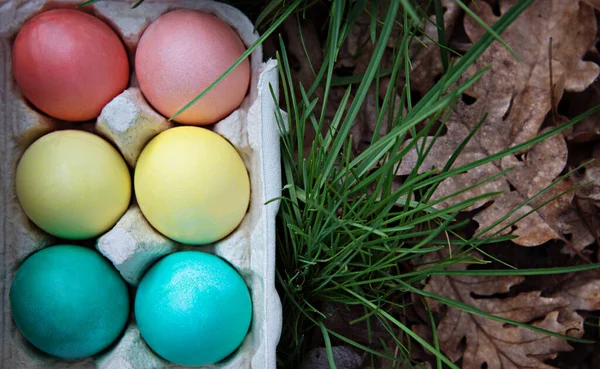 Tray with Easter colorful eggs on the grass in the spring forest.