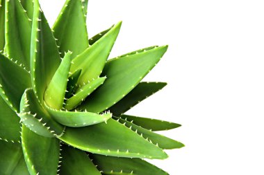 Aloe Vera beyaz arkaplanda izole bir şekilde bırakır.