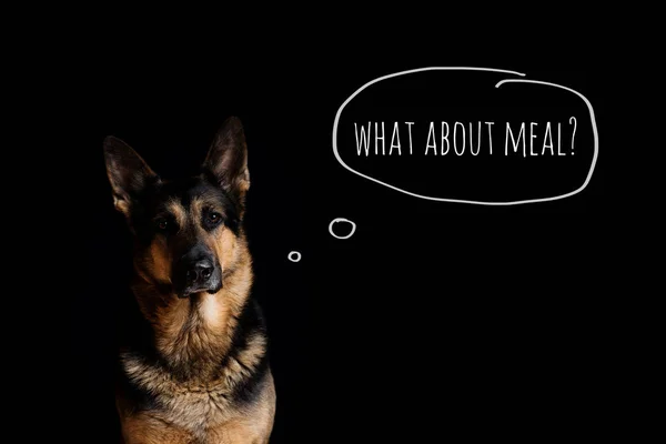 Portrait of a dog breed German shepherd on a black background. Dog thinks about food. — Stock Photo, Image