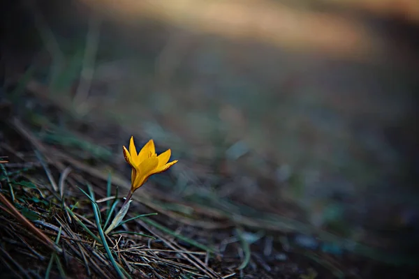 Gul vild krokusblomma i tallskog. — Stockfoto