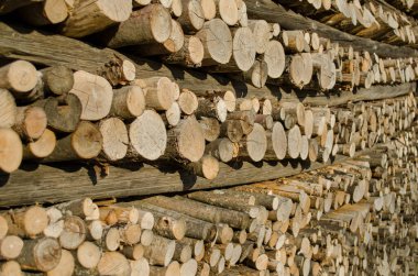 Yakacak odun için kesilmiş kütüklerin yan görünümü.