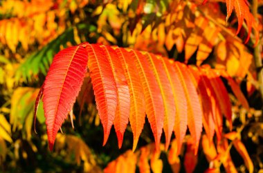 Rhus tifosunun sonbahar yaprakları, kırmızı, turuncu ve sarı renkleri