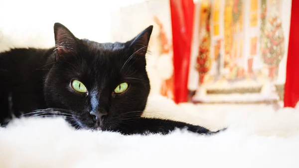 Black cat with green eyes lying on white rug, with cristmas presents in background.