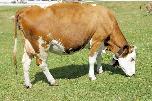 Cow grazing on the mountains — Stock Photo, Image