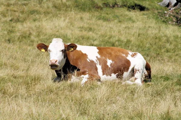 Pâturage de vaches en liberté dans les hautes montagnes — Photo
