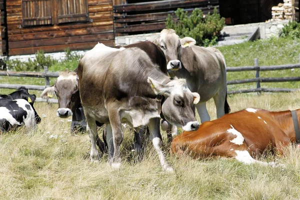Коровы, свободно пасущиеся в высоких горах — стоковое фото