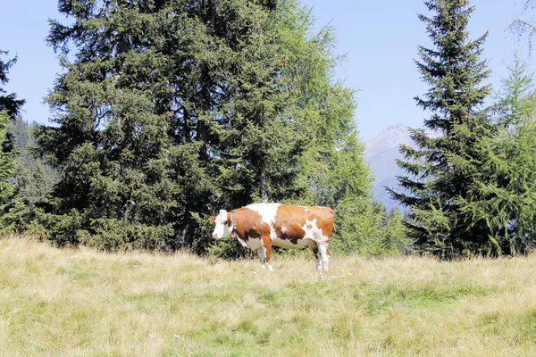 Yüksek dağlarda özgürlükte otlatma inek — Stok fotoğraf