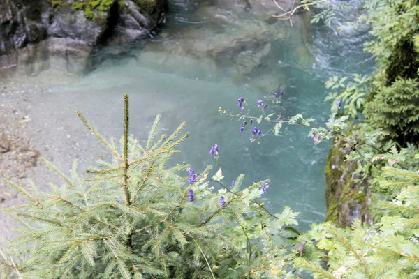 Νερό χείμαρρους μέσω Stanghe, μια χαραμάδα σε ρίζες κοντά σε Μπολζάνο της Βόρειας Ιταλίας — Φωτογραφία Αρχείου