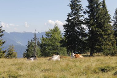 Yaz aylarında Alp dağlarında İtalya 