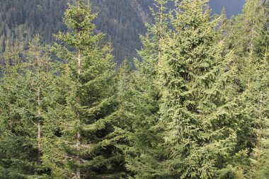 Yaz aylarında Alp dağlarında İtalya 