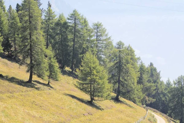 Деревья в Альпах летом в Италии — стоковое фото