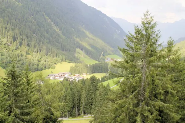 Stromy v pohoří Alpy v létě v Itálii — Stock fotografie