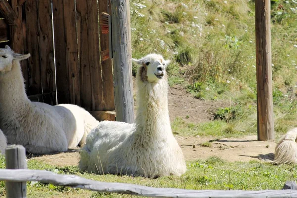 Llama (Lama glama) är en domesticerade sydamerikanskt kameldjur. — Stockfoto