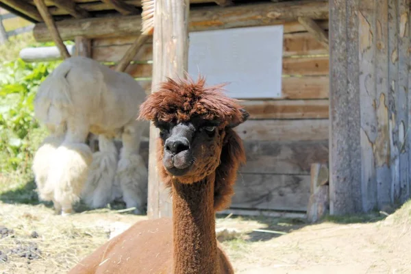 Lama (Lama glama) je domestikovaná Jižní Ameriky camelid. — Stock fotografie