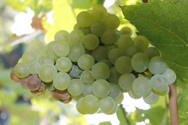 Tros witte druiven in de wijngaard — Stockfoto