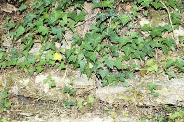 Ivy ile antik taş duvar arka plan