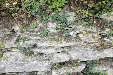 Ivy ile antik taş duvar arka plan