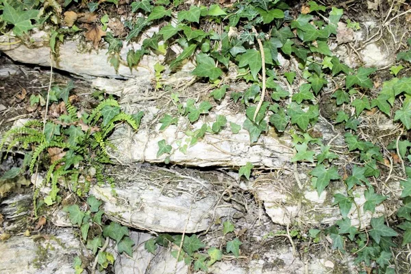 Bakgrund av antika stenmuren med murgröna — Stockfoto