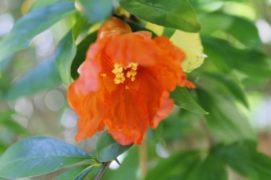 Yaz aylarında bitki nar çiçekleri