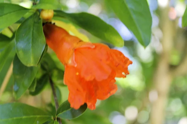 Flores de granada en la planta en verano —  Fotos de Stock