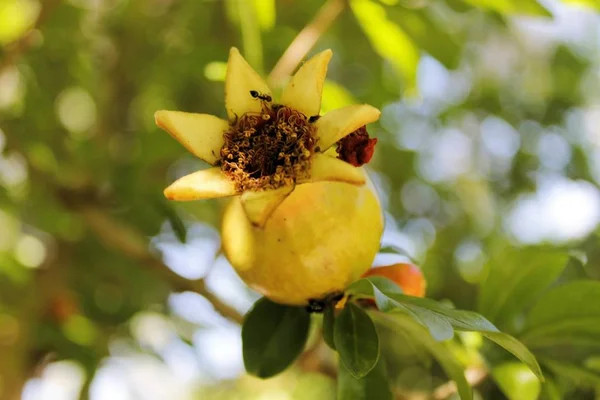 Granátová jablka květy na rostlině v létě — Stock fotografie