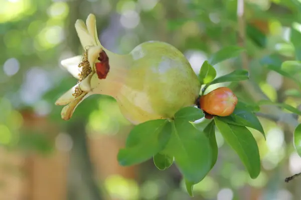 Granátová jablka květy na rostlině v létě — Stock fotografie