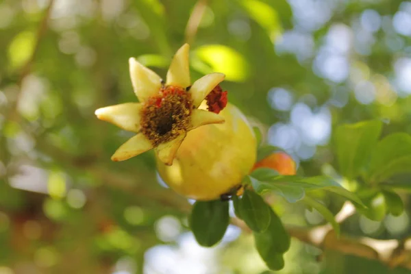 Granatapfelblüten an der Pflanze im Sommer — Stockfoto