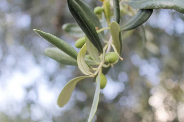Bitki üzerinde yağlı zeytincilik, yakın çekim — Stok fotoğraf