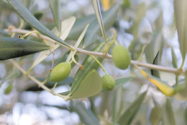 Primer plano de aceituna grasa que crece en la planta — Foto de Stock