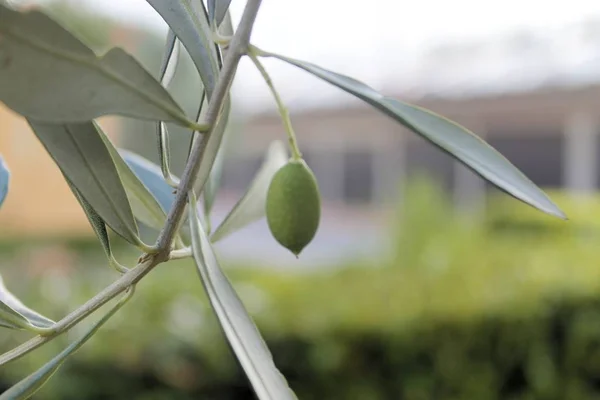 Nahaufnahme fettiger Oliven, die auf der Pflanze wachsen — Stockfoto