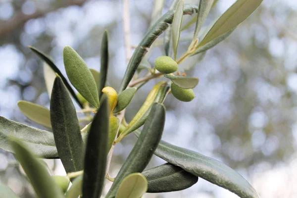 Close up van vettige olijven teelt op de plant — Stockfoto