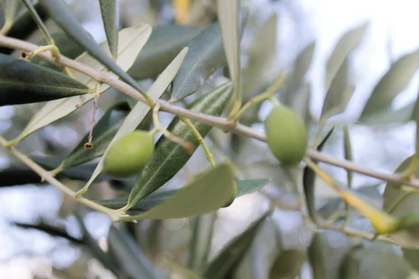 Primer plano de aceituna grasa que crece en la planta — Foto de Stock