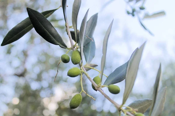 Zblízka pěstování na rostlina mastného oliv — Stock fotografie